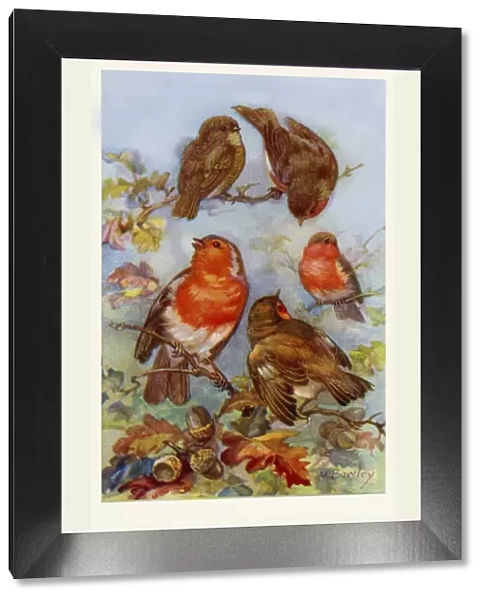 Robins. From a series of postcards.. 1937