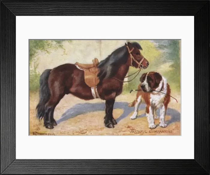 Framed Print : Shetland Pony and St Bernard Dog Framed Print : Shetland Pony and St Bernard Dog
