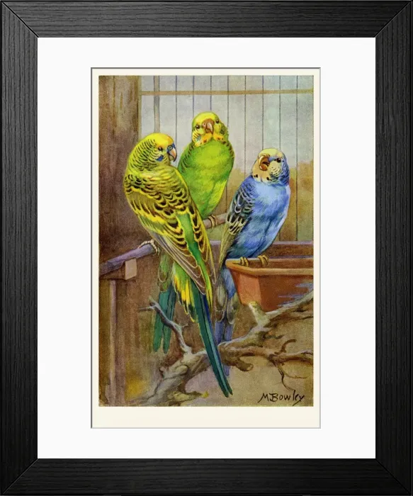Framed Print : Budgerigars Framed Print : Budgerigars