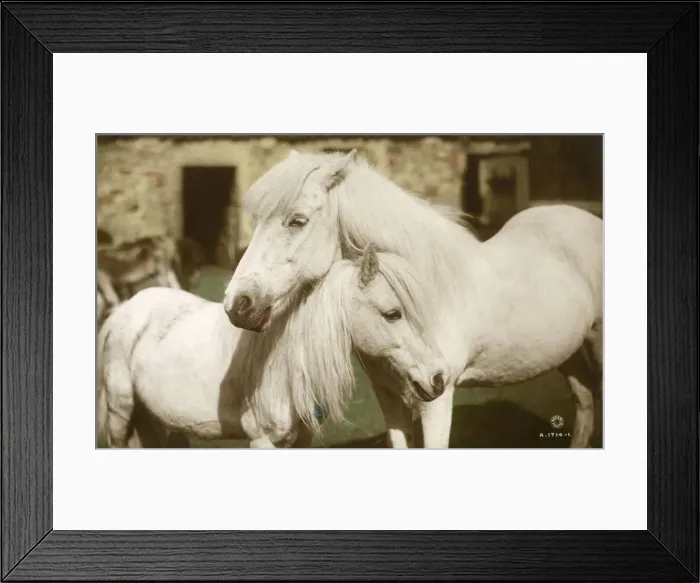 Framed Print : Horses - Grey Mare and foal Framed Print : Horses - Grey Mare and foal