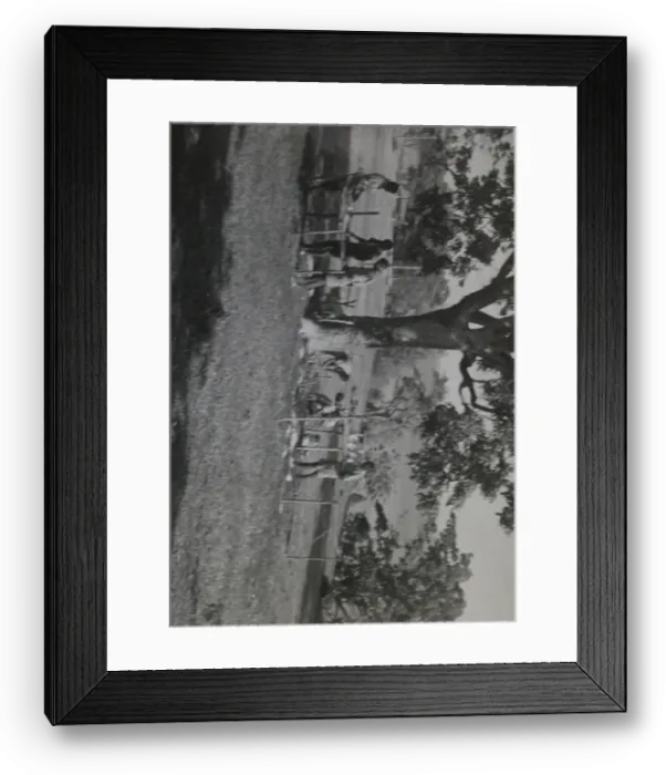 Framed Print : Scouts at a training camp, Grenada, West Indies Framed Print : Scouts at a training camp, Grenada, West Indies