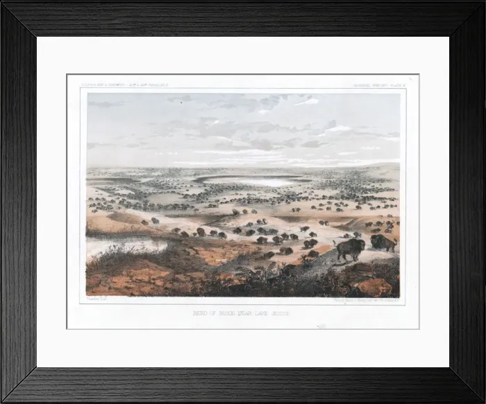 Framed Print : Herd of bison, near Lake Jessie Framed Print : Herd of bison, near Lake Jessie