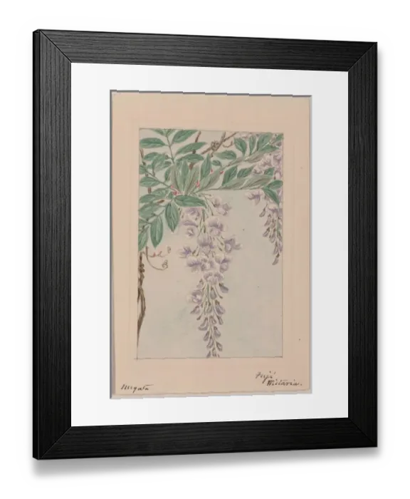 Framed Print : Wisteria vine with leaves and blossoms Framed Print : Wisteria vine with leaves and blossoms