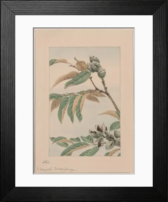 Framed Print : Shi. Drawing showing branches, leaves, and seed pods. Date 187- Framed Print : Shi. Drawing showing branches, leaves, and seed pods. Date 187-