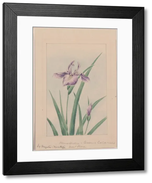 Framed Print : Hana-strobel? acornus calamus, sweet flag Framed Print : Hana-strobel? acornus calamus, sweet flag