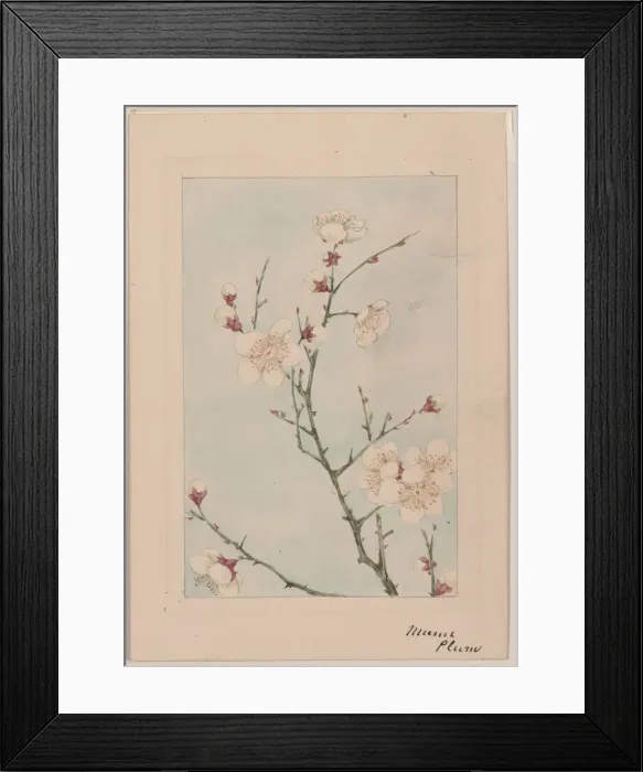Framed Print : Plum branches with blossoms Framed Print : Plum branches with blossoms