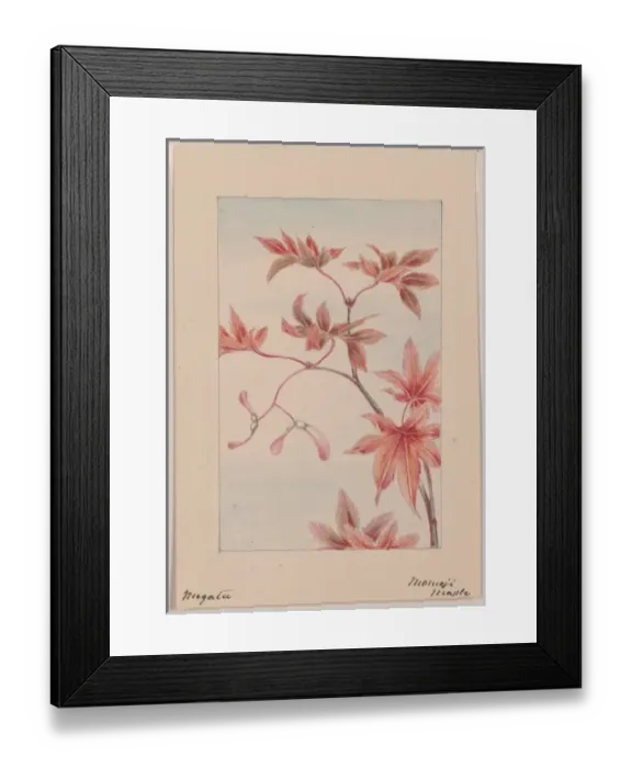 Framed Print : Branch of a maple tree with leaves and seeds Framed Print : Branch of a maple tree with leaves and seeds