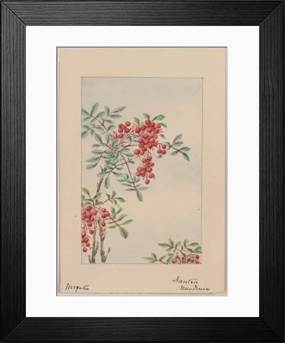 Framed Print : Nandina bush with berries Framed Print : Nandina bush with berries