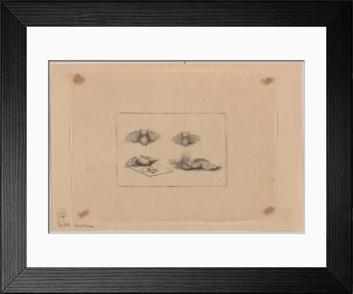 Framed Print : Silk worm. Drawing shows a silkworm moth at various stages of reproduction. Date 1878? Framed Print : Silk worm. Drawing shows a silkworm moth at various stages of reproduction. Date 1878?