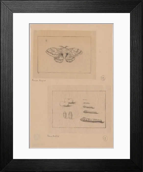 Framed Print : Two views (top): silkworm moth; (bottom): larval stages of t Framed Print : Two views (top): silkworm moth; (bottom): larval stages of t