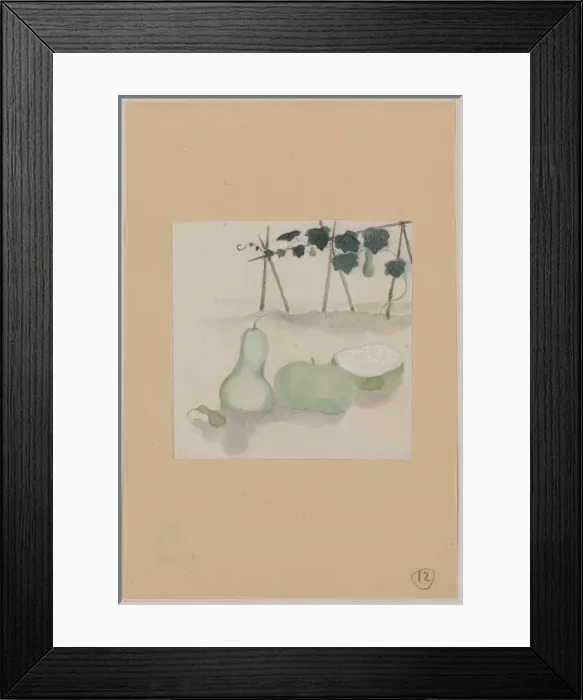 Framed Print : Pale green squash with white flesh and many seeds, with plan Framed Print : Pale green squash with white flesh and many seeds, with plan