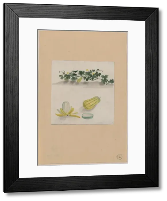 Framed Print : Delicata squash with plant vines growing in the background Framed Print : Delicata squash with plant vines growing in the background