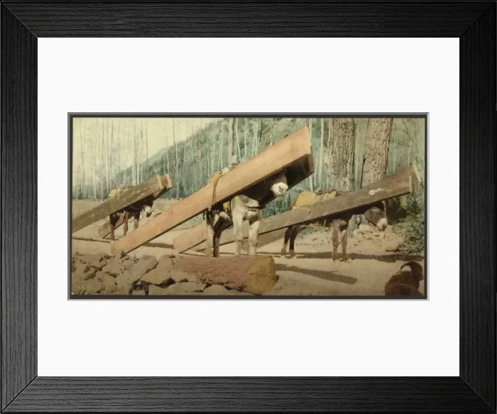 Framed Print : Colorado. A lumber pack Framed Print : Colorado. A lumber pack