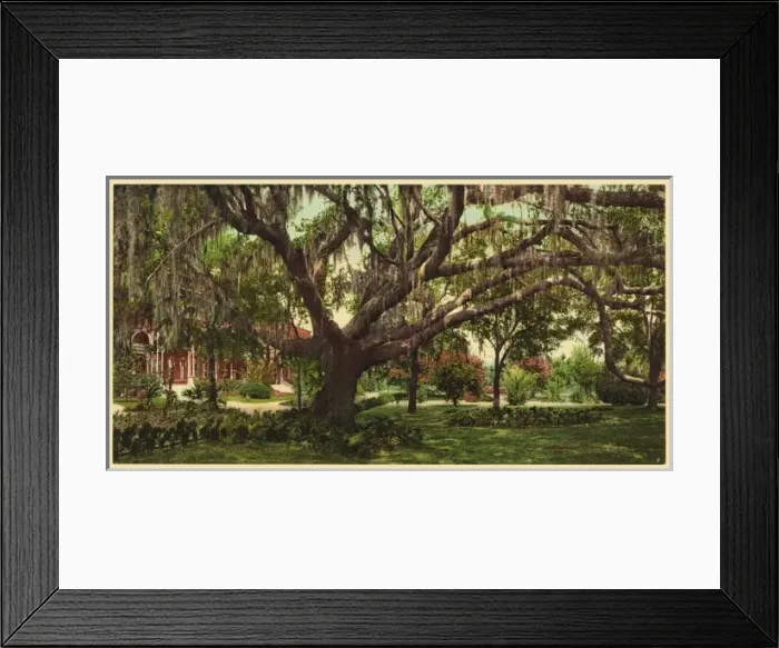 Framed Print : Old oak at Tampa Bay Hotel Framed Print : Old oak at Tampa Bay Hotel
