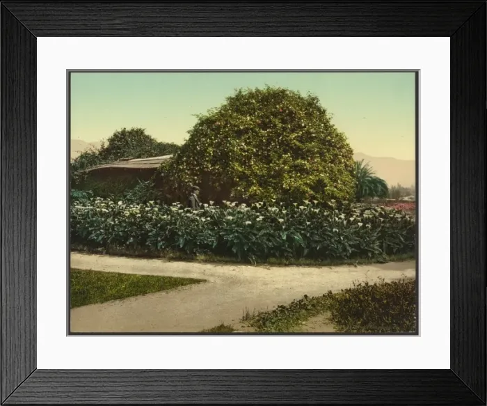 Framed Print : Gold of Ophir roses, Carmelita, Pasadena Framed Print : Gold of Ophir roses, Carmelita, Pasadena