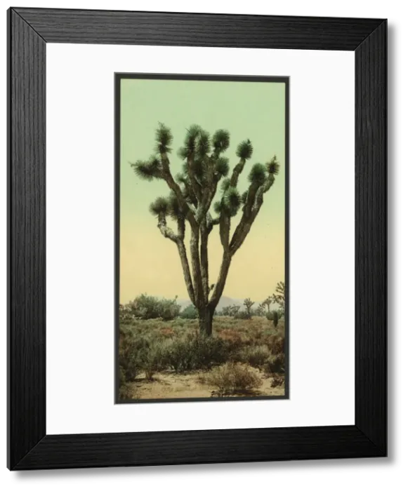 Framed Print : Yucca cactus at Hesperia, California Framed Print : Yucca cactus at Hesperia, California