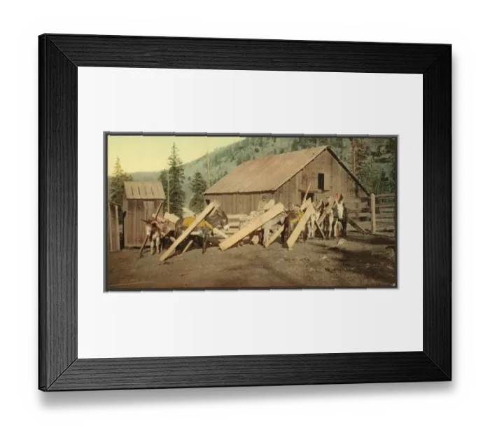 Framed Print : Colorado. Burros loaded with lumber Framed Print : Colorado. Burros loaded with lumber