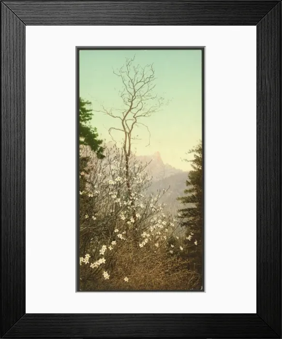 Framed Print : Dogwood blossoms Framed Print : Dogwood blossoms