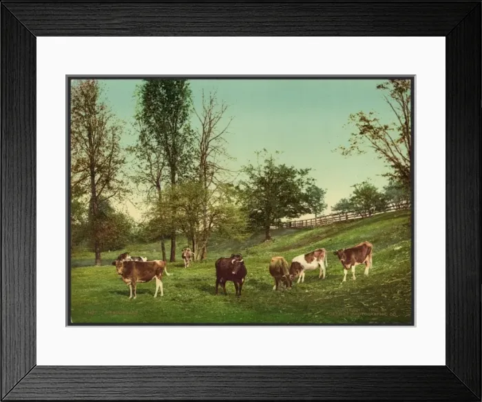 Framed Print : Meadowland Framed Print : Meadowland