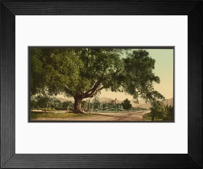 Framed Print : California. Orange Grove Avenue, Pasadena Framed Print : California. Orange Grove Avenue, Pasadena