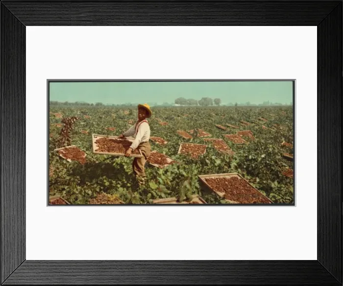 Framed Print : Raisin drying racks in Southern California Framed Print : Raisin drying racks in Southern California