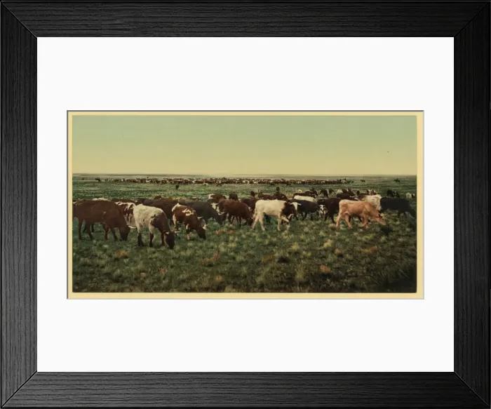 Framed Print : Colorado. Round up, bunching the herd Colorado. Round up, bu Framed Print : Colorado. Round up, bunching the herd Colorado. Round up, bu