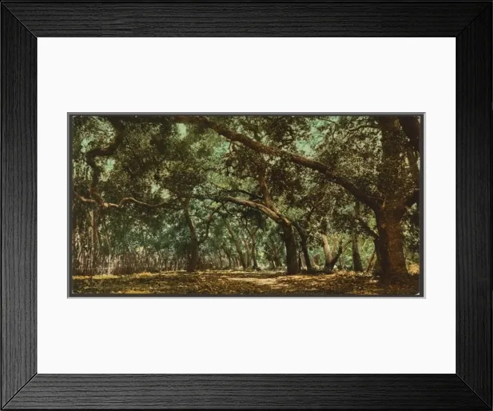 Framed Print : California. The drive in Coopers Canon Canon Framed Print : California. The drive in Coopers Canon Canon