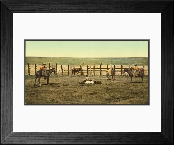 Framed Print : Colorado. The round up roping a steer Colorado. The round up Framed Print : Colorado. The round up roping a steer Colorado. The round up