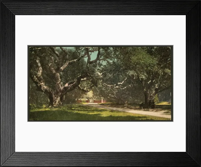 Framed Print : Live oaks at Berkely College Framed Print : Live oaks at Berkely College