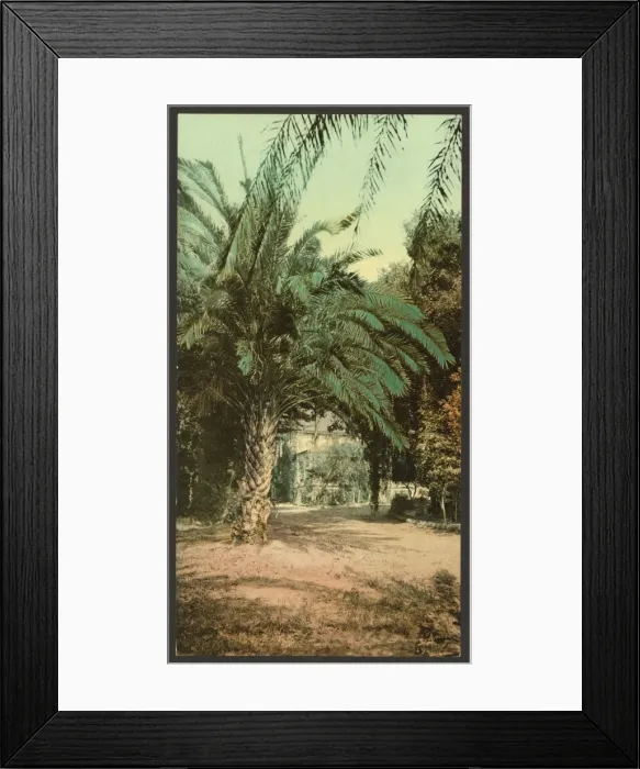 Framed Print : California. Palms at Glen Annie Framed Print : California. Palms at Glen Annie