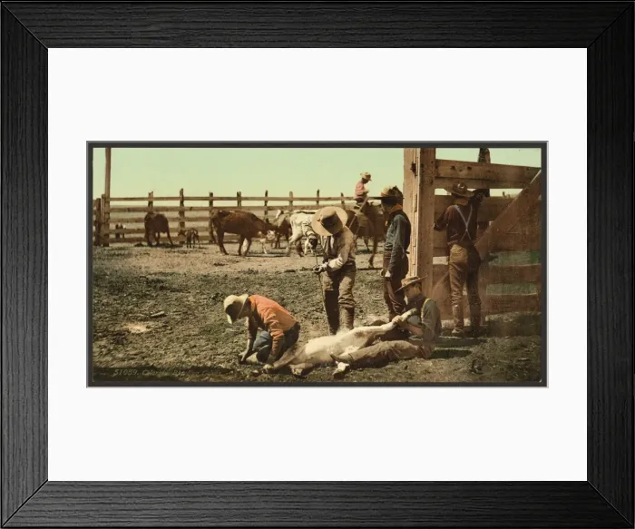 Framed Print : Colorado. Branding calves Framed Print : Colorado. Branding calves