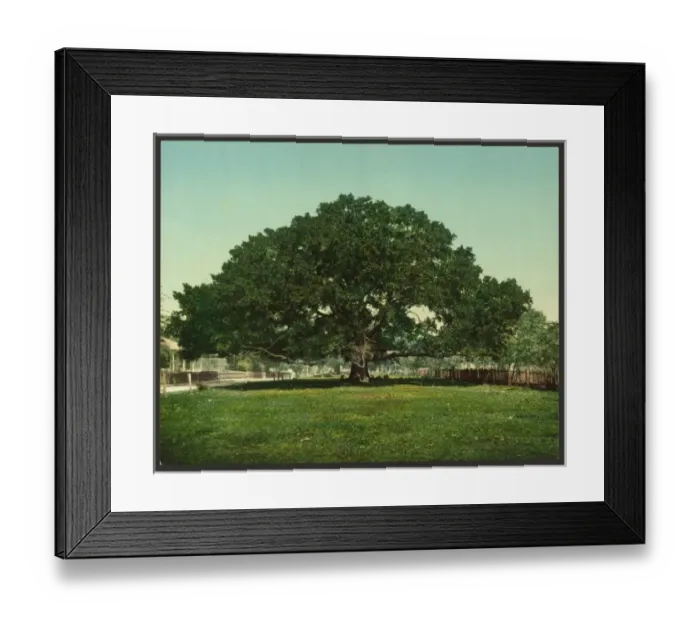 Framed Print : The Mammoth oak, Pass Christian, Miss Framed Print : The Mammoth oak, Pass Christian, Miss
