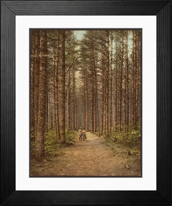 Framed Print : Cathedral Woods, Intervale, White Mountains Framed Print : Cathedral Woods, Intervale, White Mountains