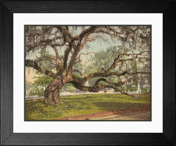 Framed Print : A live oak in Magnolia Cemetery, Charleston, S. C Framed Print : A live oak in Magnolia Cemetery, Charleston, S. C