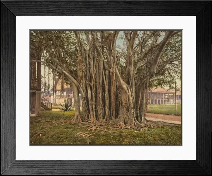 Framed Print : Rubber tree in the U. S. barracks, Key West Framed Print : Rubber tree in the U. S. barracks, Key West