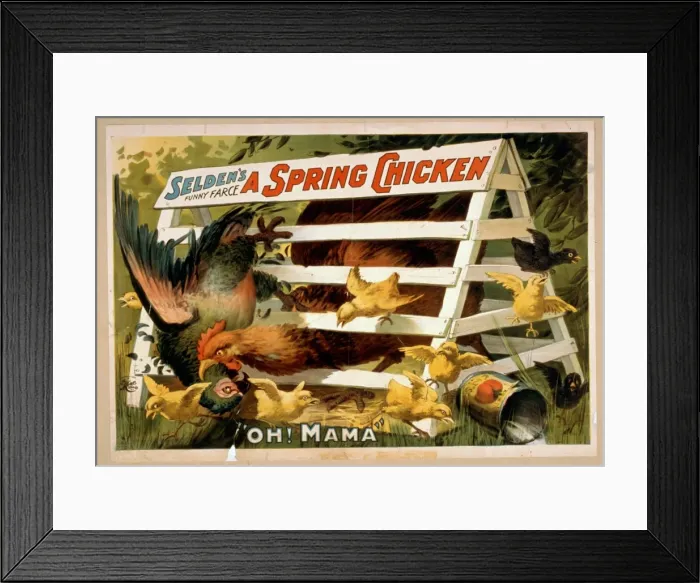 Framed Print : Seldens funny farce, A spring chicken Framed Print : Seldens funny farce, A spring chicken