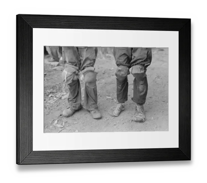 Framed Print : Cotton pickers with knee pads, Lehi, Arkansas Framed Print : Cotton pickers with knee pads, Lehi, Arkansas