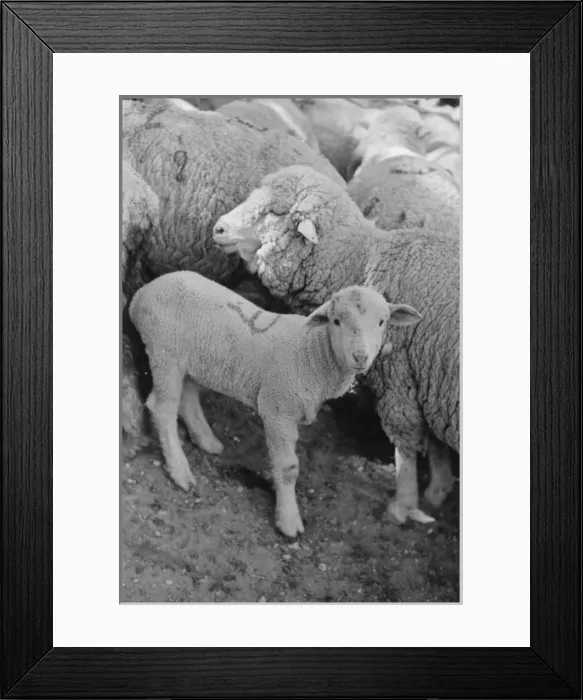 Framed Print : Ewe and lamb, Madison County, Montana Framed Print : Ewe and lamb, Madison County, Montana