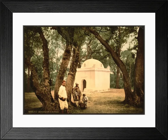 Framed Print : The sacred wood, Blidah, Algeria Framed Print : The sacred wood, Blidah, Algeria