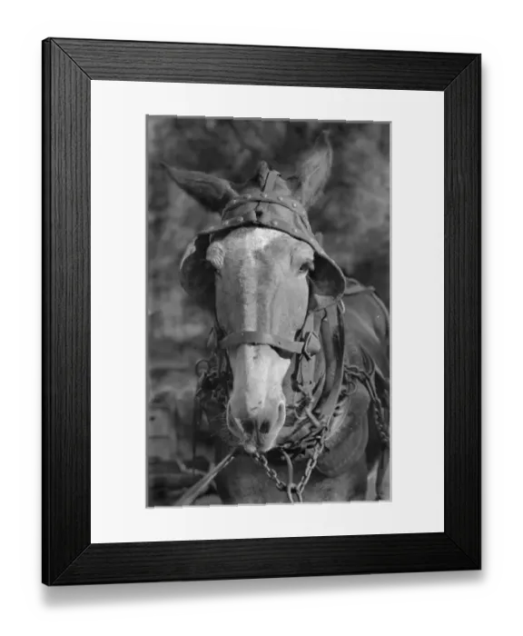 Framed Print : Mule. Hale County, Alabama