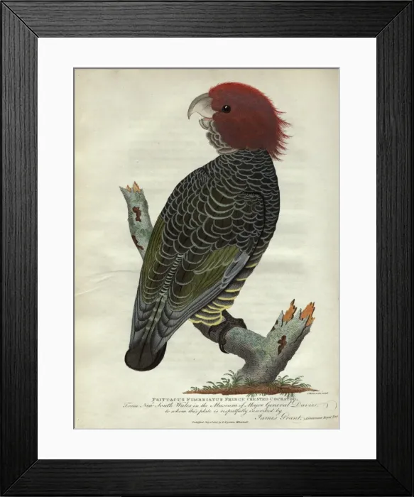 Framed Print : Fringe Crested Cockatoo Framed Print : Fringe Crested Cockatoo