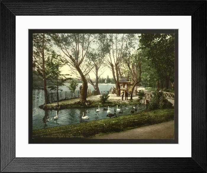 Framed Print : The swans in the park Tete d Or, Lyons, France Framed Print : The swans in the park Tete d Or, Lyons, France