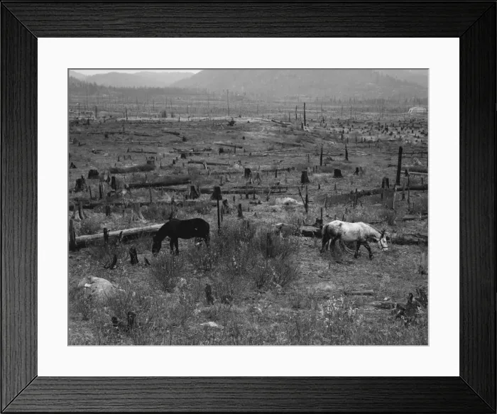 Framed Print : Horses pasturing among stumps and snags. Priest River Valley Framed Print : Horses pasturing among stumps and snags. Priest River Valley