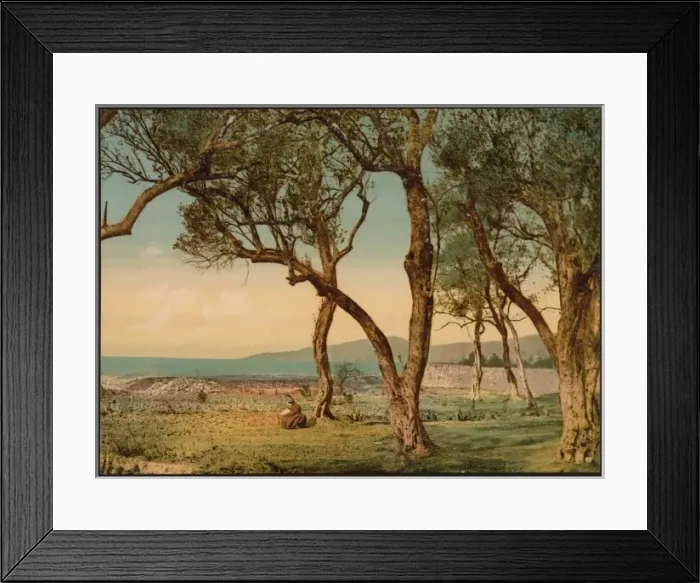 Framed Print : Olive trees, Mentone, Riviera