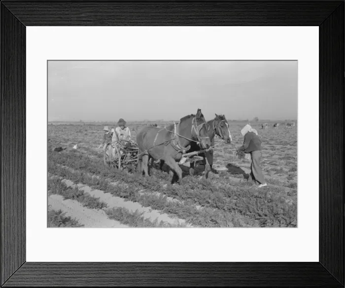 Framed Print : Loosening carrots from soil with plow before pulling in orde Framed Print : Loosening carrots from soil with plow before pulling in orde