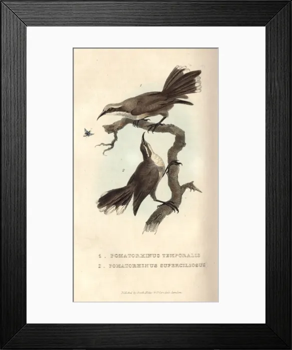 Framed Print : Grey-crowned babbler and White-browed babbler Framed Print : Grey-crowned babbler and White-browed babbler
