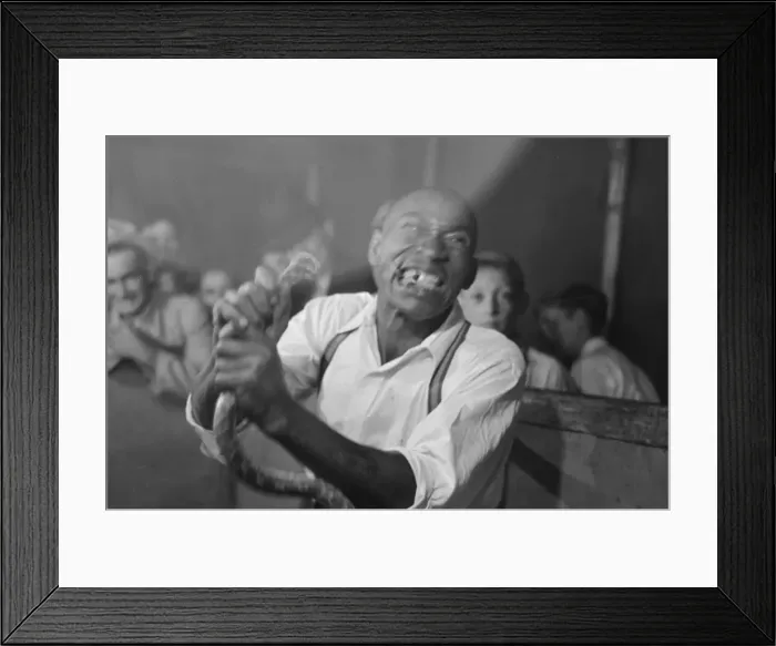 Framed Print : Man chewing piece of snake which he has just bitten off, sta Framed Print : Man chewing piece of snake which he has just bitten off, sta