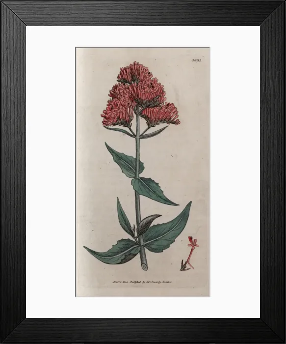 Framed Print : Red valerian Framed Print : Red valerian