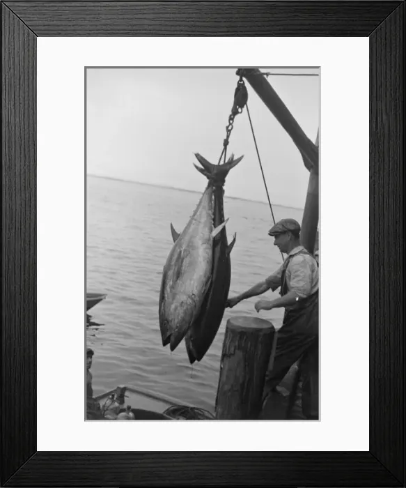 Framed Print : Two tuna (horse-mackerel) caught in a trap, being brought as Framed Print : Two tuna (horse-mackerel) caught in a trap, being brought as