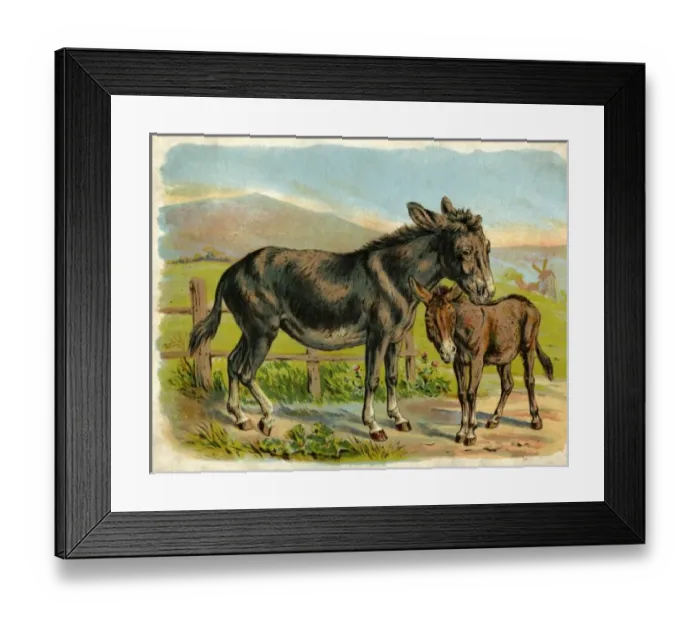 Framed Print : Donkey and foal by a fence Framed Print : Donkey and foal by a fence